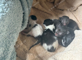 Kittens born 6th august