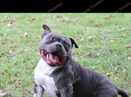 Male pocket bully