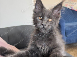 Maine Coon TICA blue smoke Kitten