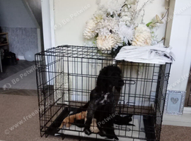Cockapoo puppies for sale