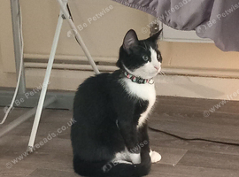 Black & white kitten needing a home