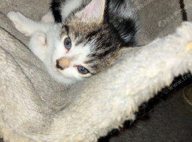 2 tabby grey and white kittens both girls