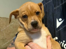 Gorgeous American bulldog x French bulldog