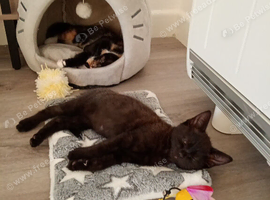 2 female kittens for rehoming