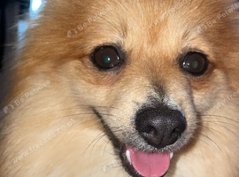Fox face Pom
