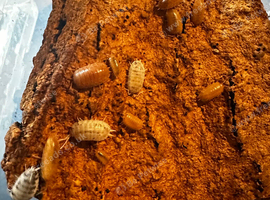 Mixed Orange + Dairy Cow Isopods with Springtails