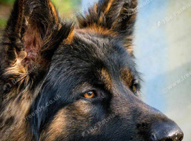 BEAUTIFUL GERMAN SHEPHERD PUPPIES