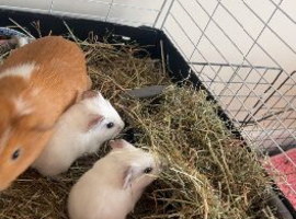 Male guinea pigs