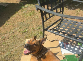 Dog for sale.