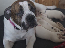 American Bulldog puppies