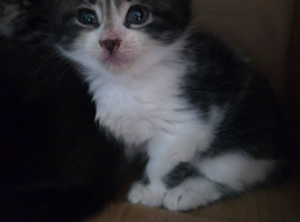 Stunning Kittens for Reservation/Sale