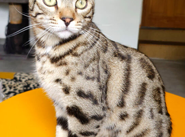 Gorgeous Brown Rosetted Boy Available