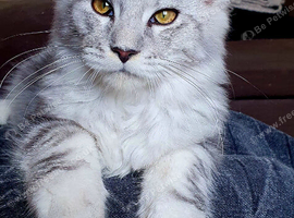 TICA Regd Maine Coon Born March 18th High Silver