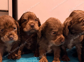 6 stunning cocker spaniel puppies