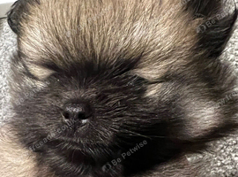 Bear faces Pomeranian puppys
