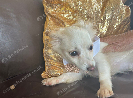 1 pomchi white puppy  boy