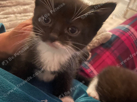 Two sister kittens
