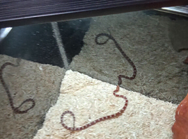 Corn snake about 8 month old with out virgium