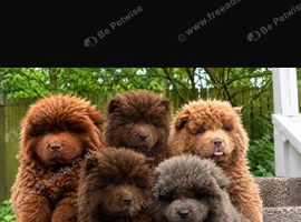 chow chow puppies