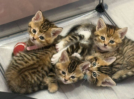 Kittens For sale