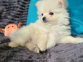 Pomeranian puppies ready now