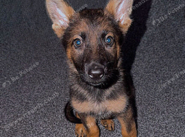 11 week old German shepherd