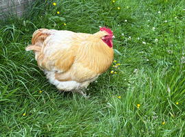 Buff Orpington&rsquo;s