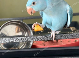 Indian ringneck