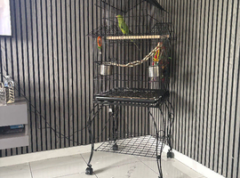 Parakeet