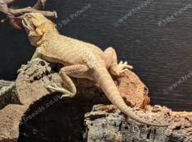 6 months old female bearded dragon with new set up
