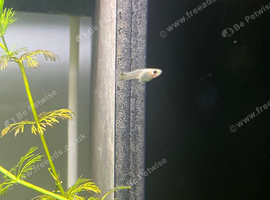 Young fancy guppies