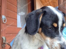 Jack russell x cavalier