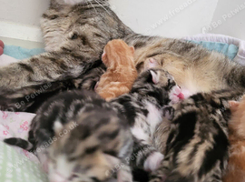 5 boys 1 girl