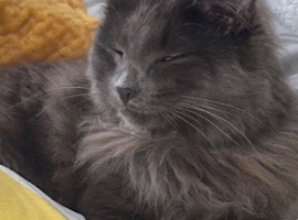 Beautiful cat
