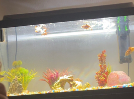 3 goldfish & tank