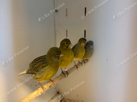 4 Fife Canaries