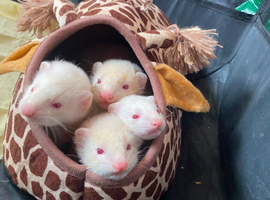 Albino boy kit