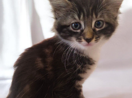 3 Gorgeous Maine Coon Kittens