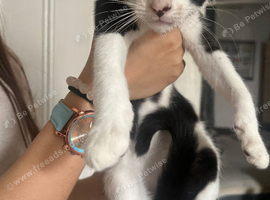 Kittens for sale!