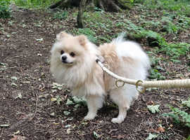 Pomeranian Stud