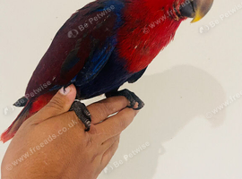 Hand reared eclectus for sale