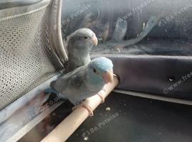 Grey and blue parrotlets