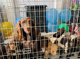 Last 2 boys:: ready now sprocker spaniels
