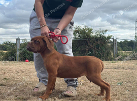 4 months old kc reg bitch