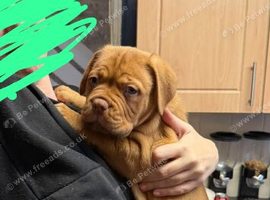 Dogue de Bordeaux puppy's 7 weeks