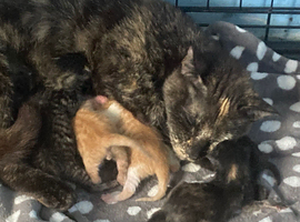 5 baby kittens not ready yet