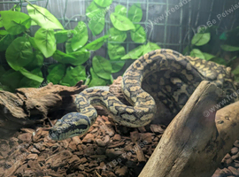 Various snakes for sale