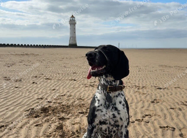 German Shorthaired pointer for rehome