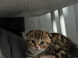 3 Scottish fold for sale