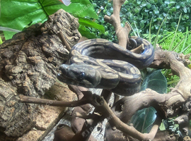 Motley Nicaraguan Dwarf Boa at Birmingham Reptiles